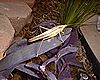 Massive Insect